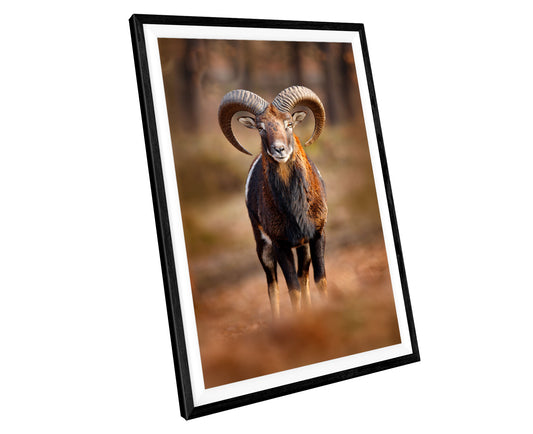 Mouflon Animal WALL ART PRINT Poster Picture Wall Hanging