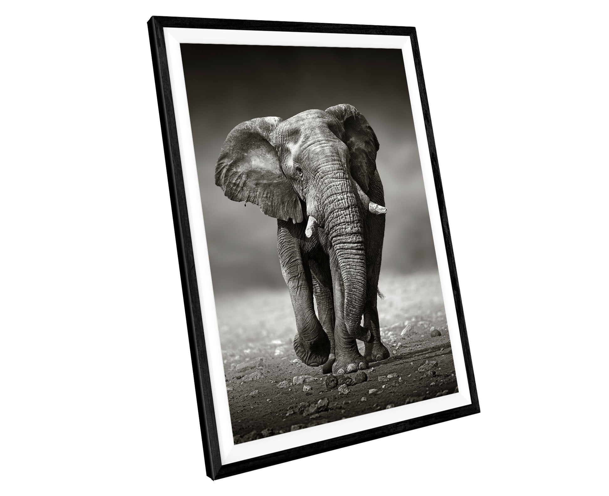 Elephant Animals WALL ART PRINT Poster Picture Wall Hanging