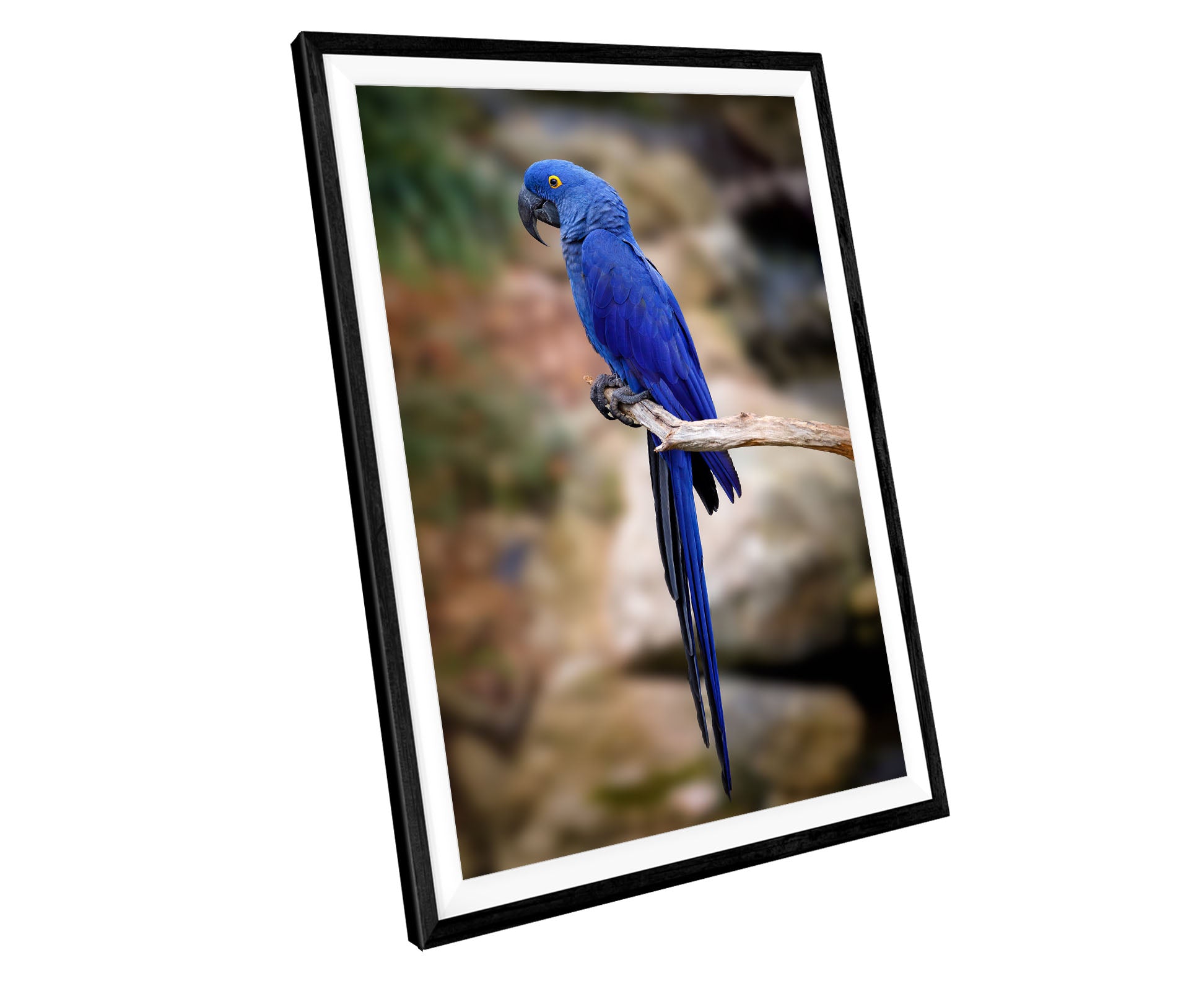 Blue Macaw Parrot Bird WALL ART PRINT Poster Picture Wall Hanging