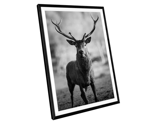 Stag Deer WALL ART PRINT Poster Picture Wall Hanging