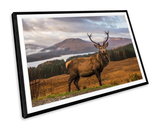 Stag Deer Highlands Animals Wall Art Print