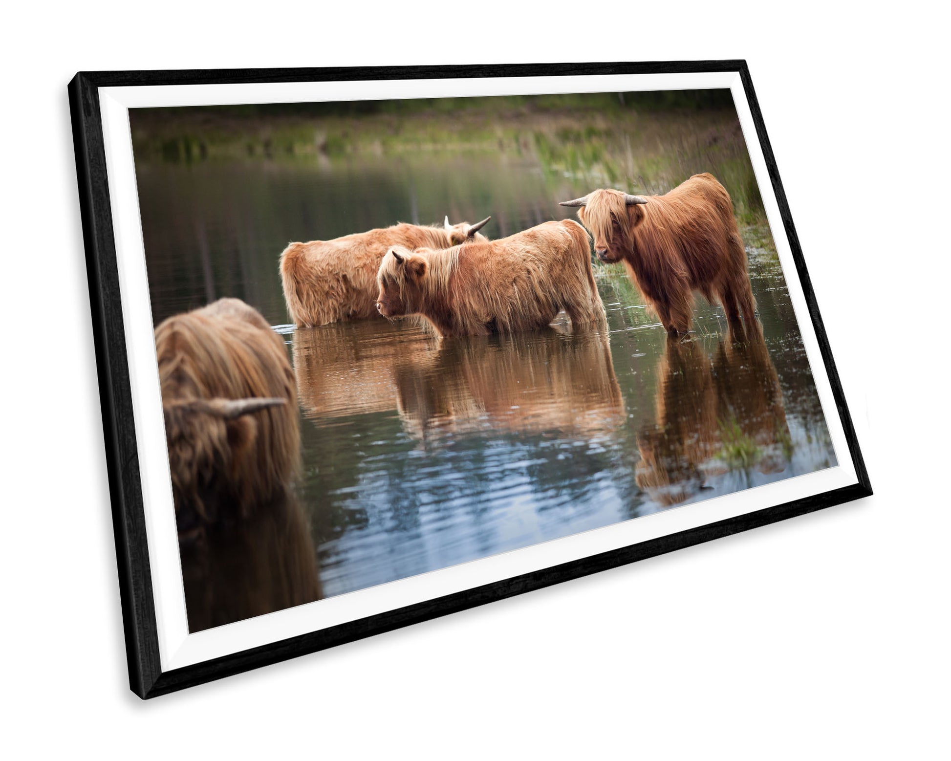 Highland Cow Scotland WALL ART PRINT Poster Picture Wall Hanging