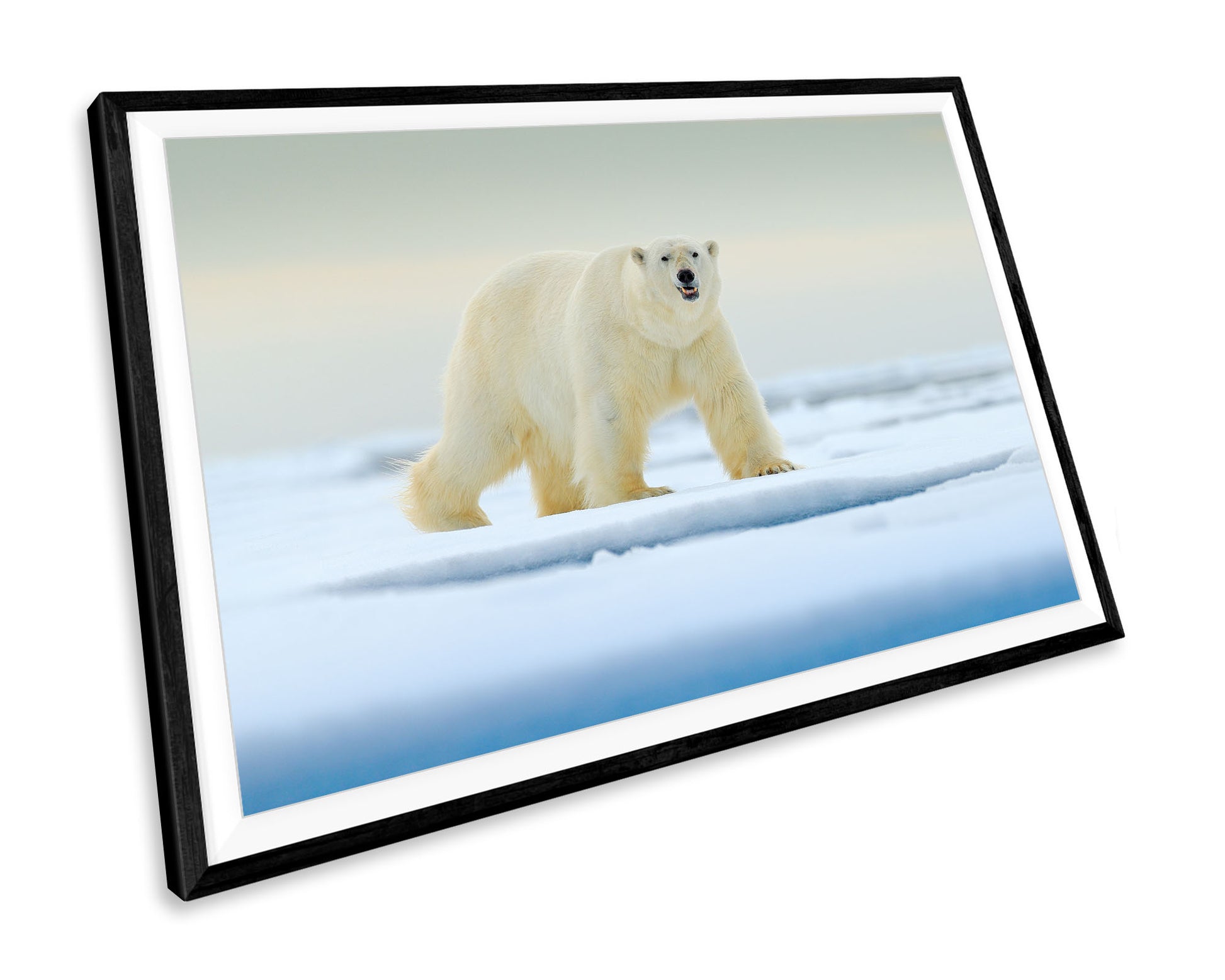 Polar Bear Wildlife Scenic WALL ART PRINT Poster Picture Wall Hanging