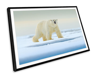 Polar Bear Wildlife Scenic WALL ART PRINT Poster Picture Wall Hanging