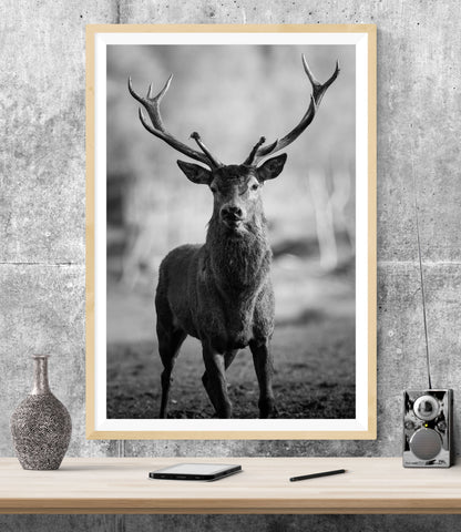 Stag Deer WALL ART PRINT Poster Picture Wall Hanging